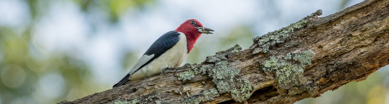 A red-headed woodpecker on a branch.