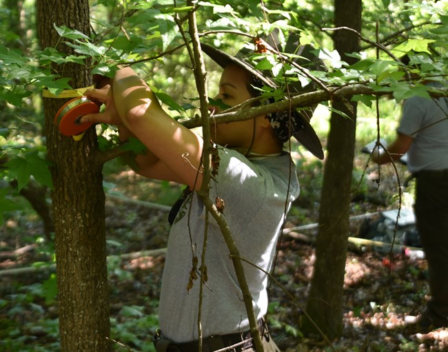 Woman places measuring tape around a tree