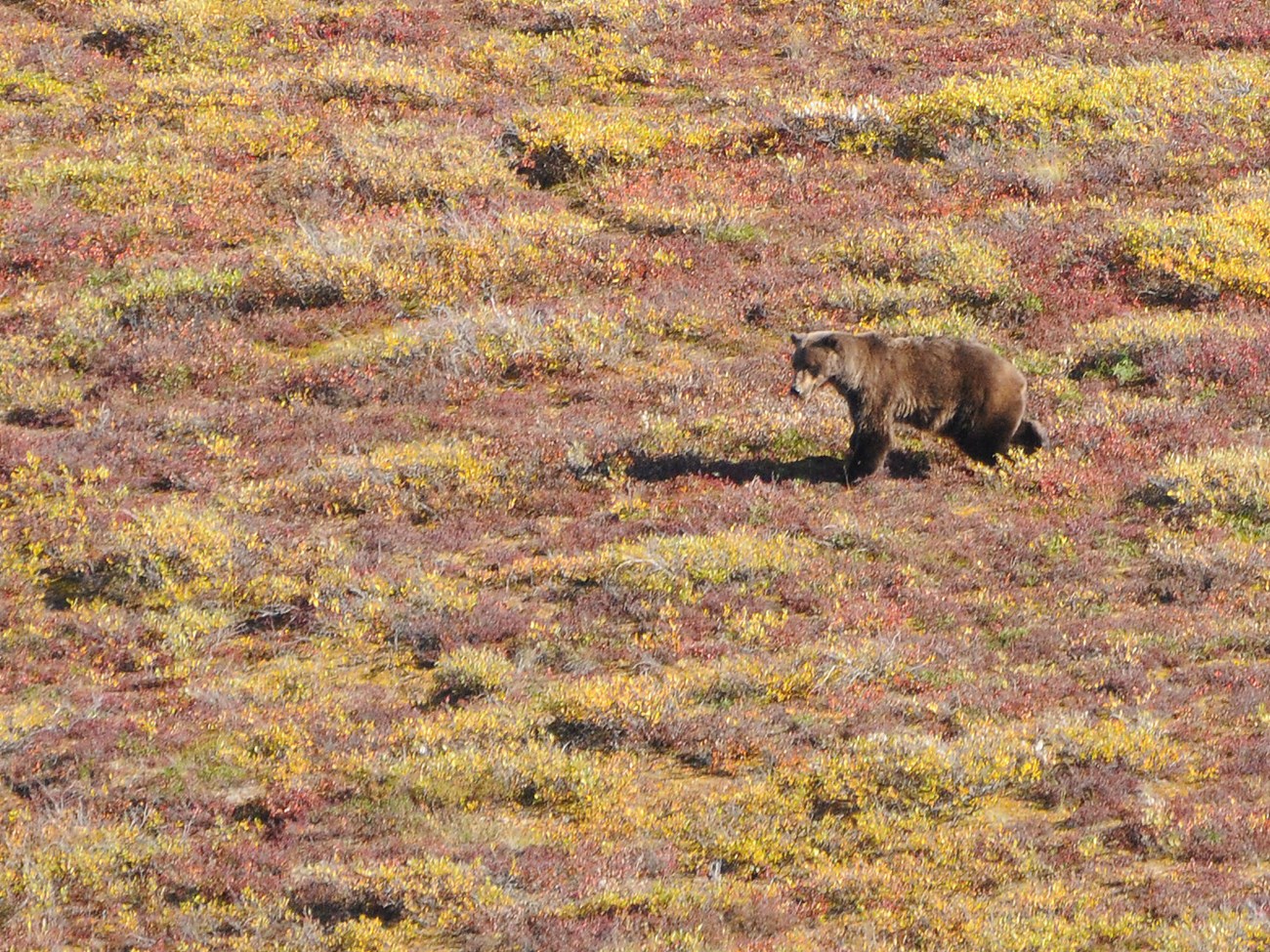 Foraging brown bear Aerial view of a brown bear walking through a flat tundra landscape. The plants and shrubs are almost all red or orange, marking the fall season.