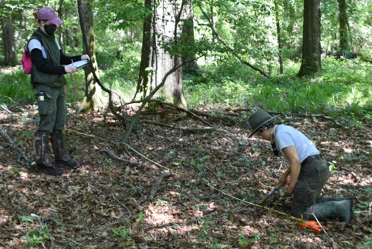 Getting fire fuel data woman with a clipboard and woman with a measuring tape in the woods