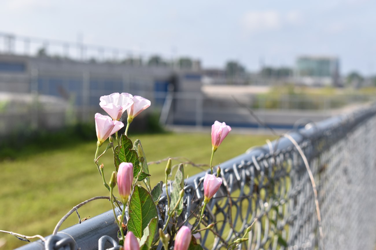 Pink flowers on a vine climb above the top rail of a chain link fence, overlooking a city street.