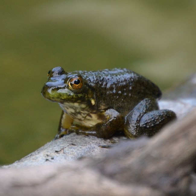 A green frog perches on a branch.