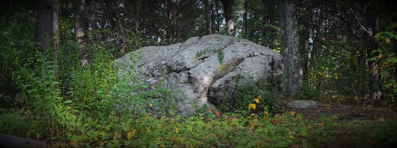 A large boulder sits among the foliage of a young forest.