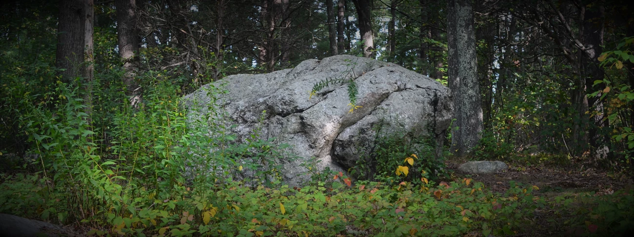 Minute Man Boulder A large boulder sits among the foliage of a young forest.