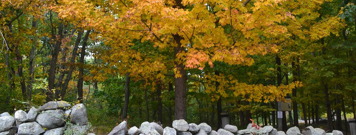 A maple with orange leaves stands out among a forest of trees behind a rock wall.