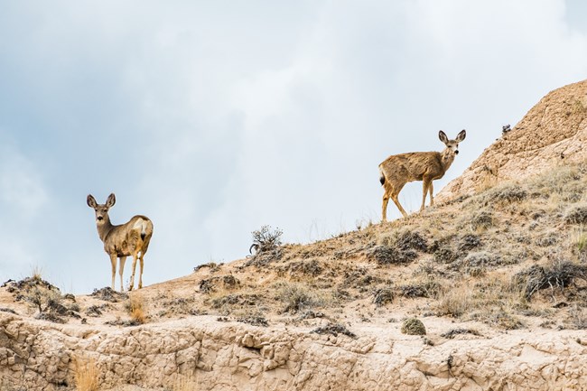 A pair of mule deer stand at the top of a rocky ridge.