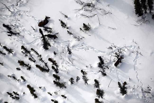 DSC_1591_web Moose in snow seen from above.