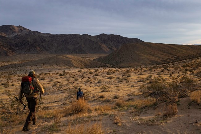 Researchers Hiking Two researchers hiking towards a mountain surrounded by desert shrubs.