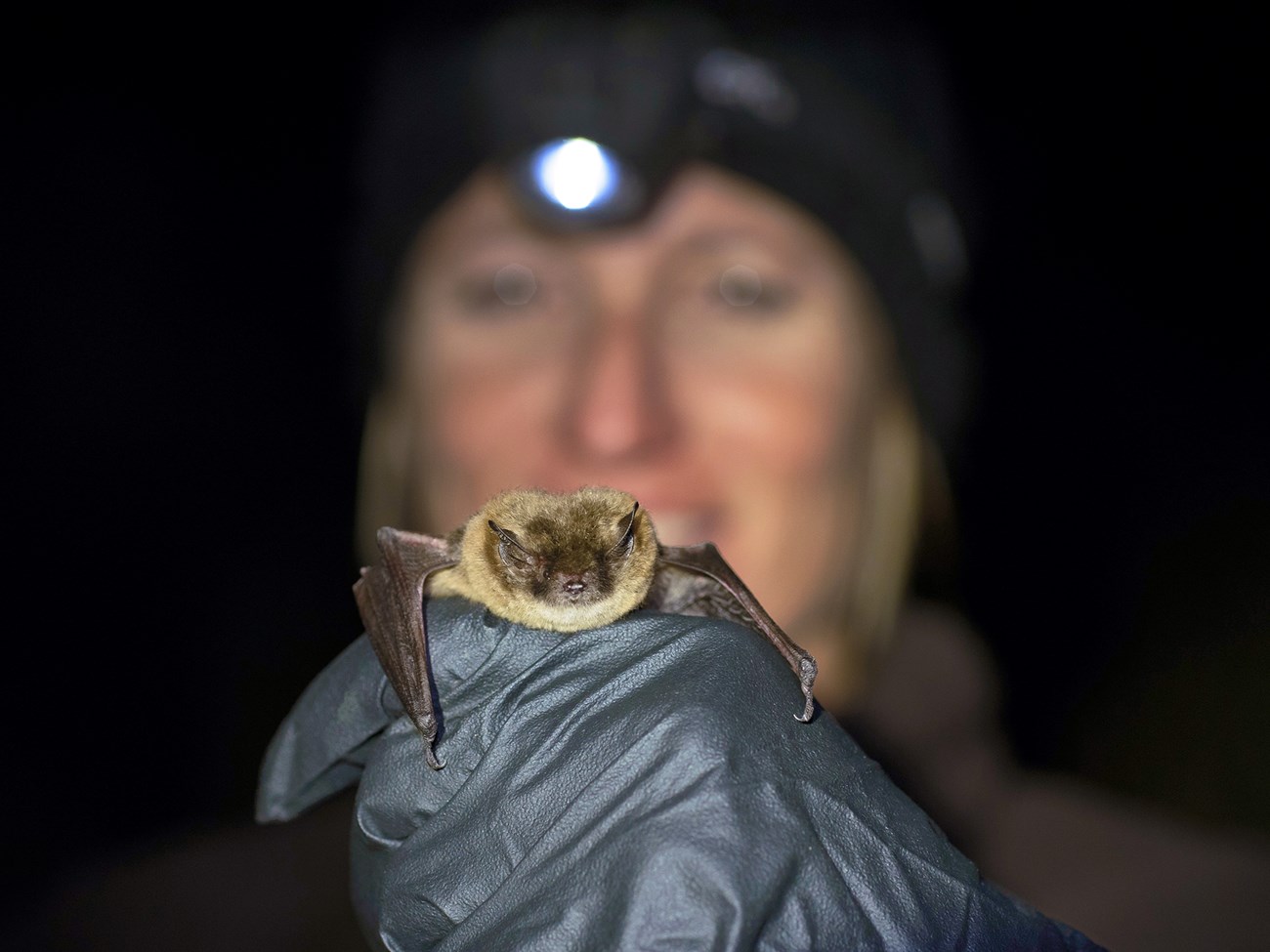 Person with a headlamp holding a small, furry, brown-colored bat out in front of them.