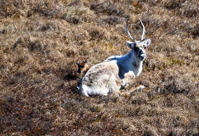 A caribou cow and calf bedded down in the tundra.