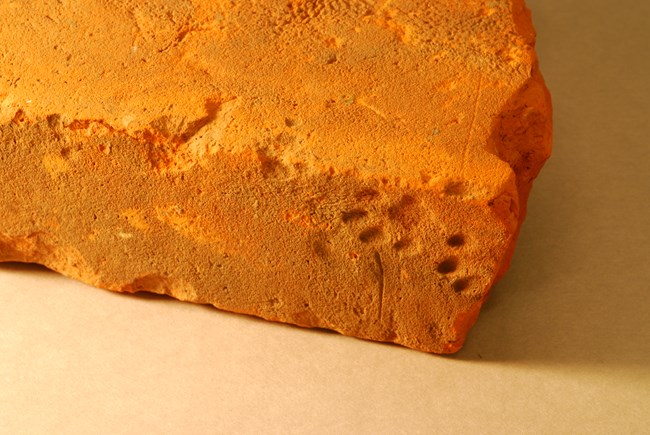 A portion of a red-orange brick showing an impression of a cat's paw print.