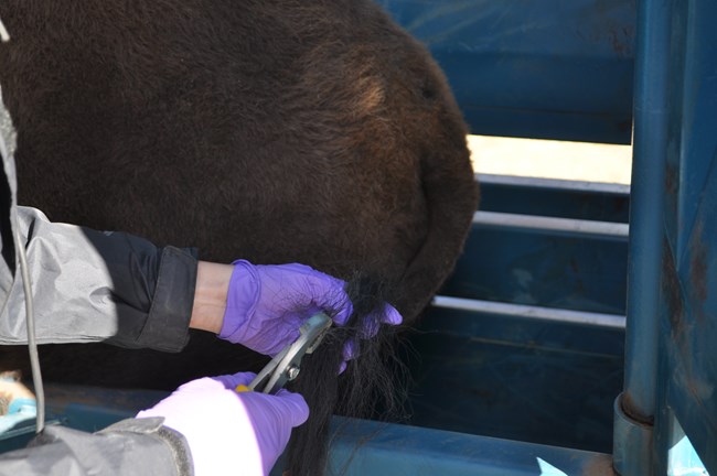 a biologist removing tail hairs from a bison in a livestock chute
