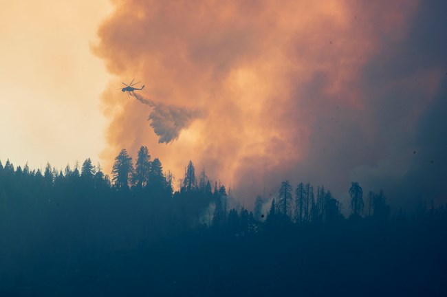 Helicopter dropping water on wildfire, with a large smoke column as a backdrop, over silhouetted conifer forest.