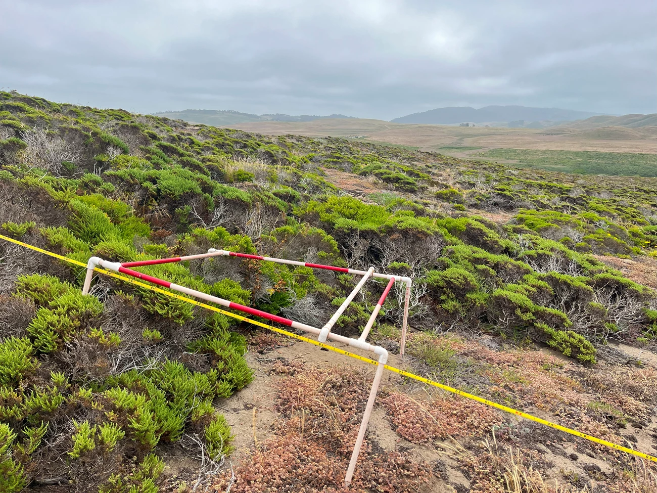 Coastal dune plant community monitoring plot PVC pipes form an elevated square monitoring plot adjacent to a yellow transect tape in a wide-open, plant-covered dune landscape that stretches far away towards fields and hills.