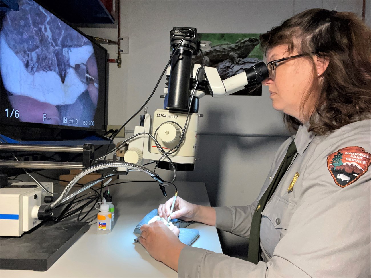 a ranger in uniform seated at a microscope and working on a fossil