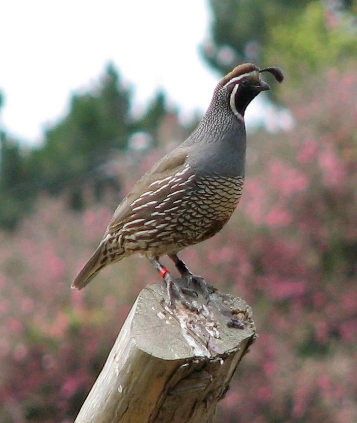 Male quail Older photo of a male quail with a distinct black face and forehead feather plume, perched on the top of a post in front of pink flowering shrubs. He is also wearing a set of colored leg bands.