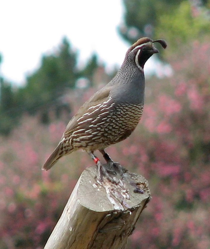 Feasibility and Hope: Planning the Return of California Quail to