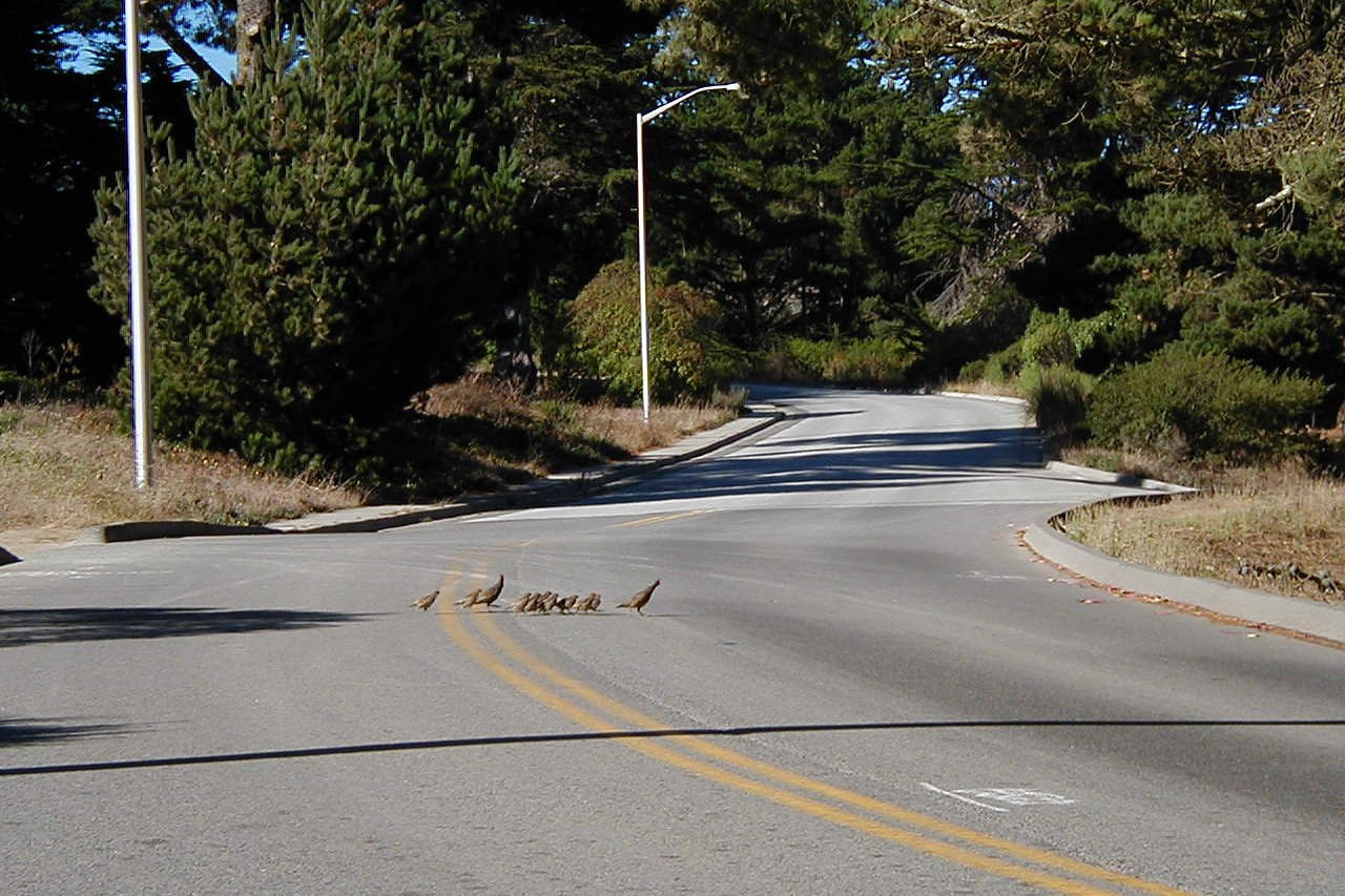 Quail family Group of two larger and nine smaller quail crossing the double yellow line of tree-lined street.