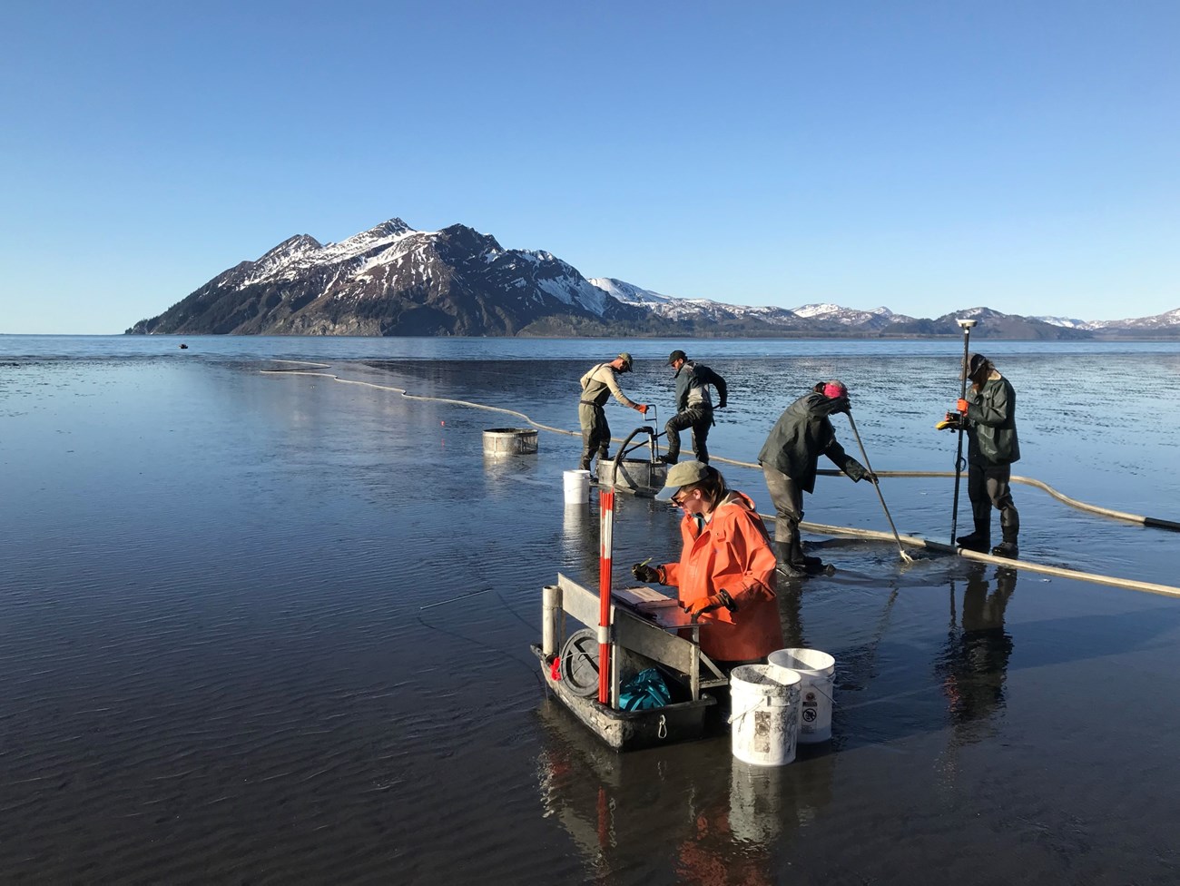 Researchers sample razor clams on the coast of Lake Clark National Park and Preserve.