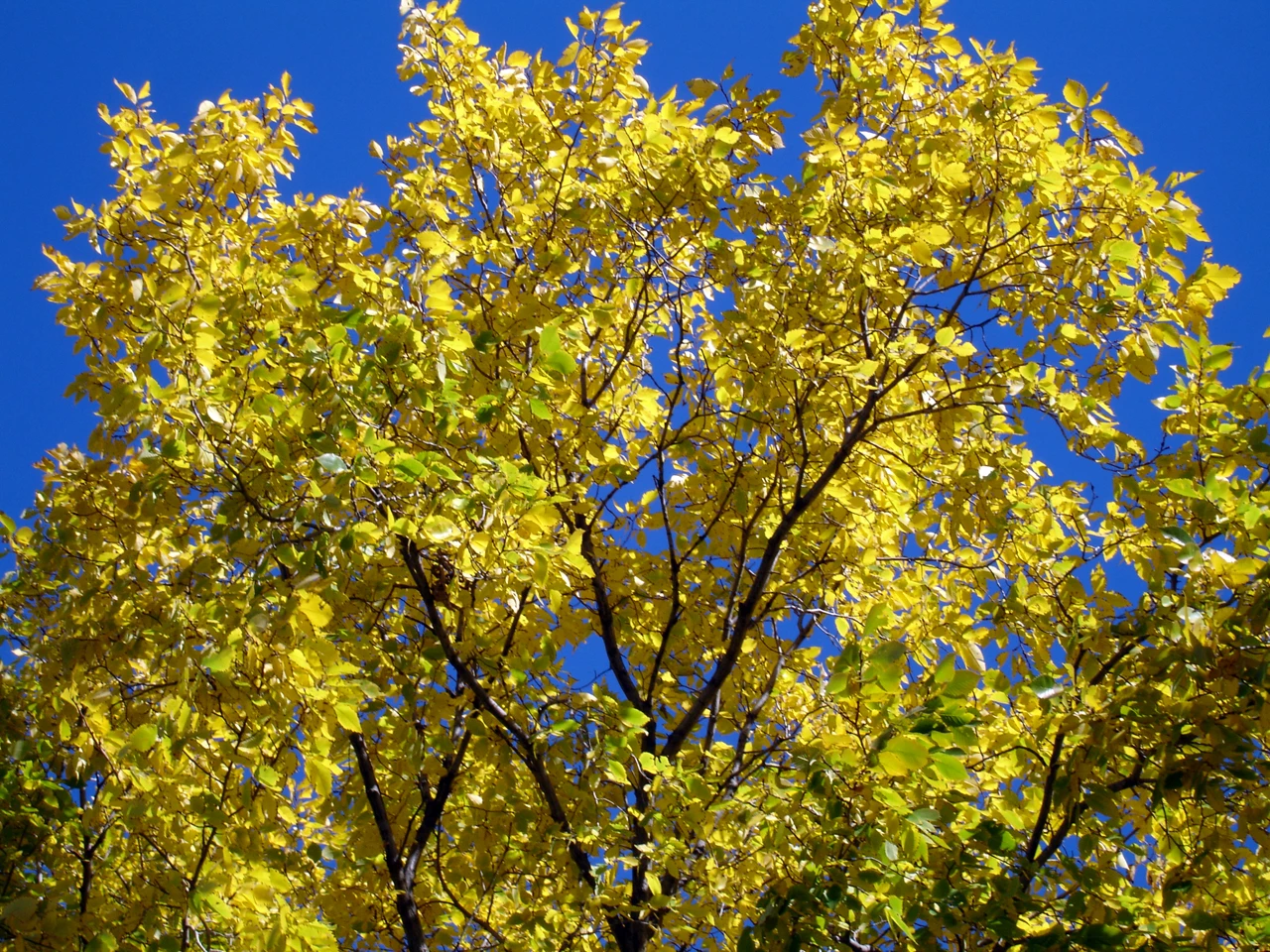 fall leaves-AmElm greenish-yellow leaves