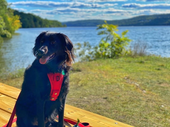 A dog sitting by a river
