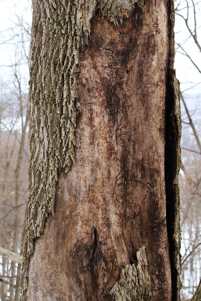 Overlapping tunnels are visible in the exposed wood underneath the bark of a dead tree.