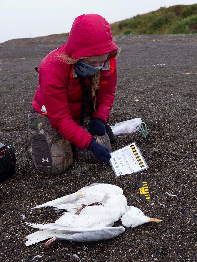 A volunteer documents a dead seabird on the beach.