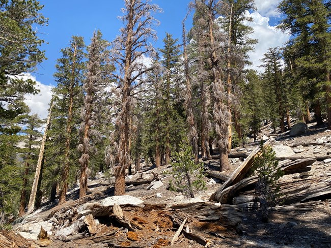Five dead foxtail pine in the middle of a stand of mostly still living pines.
