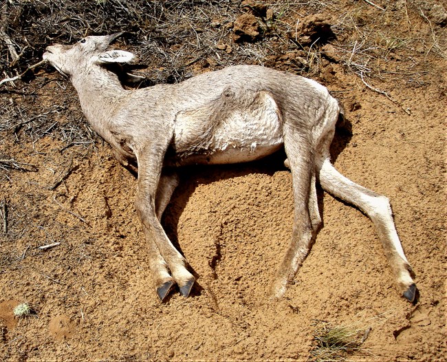 Dead bighorn lamb lying on the ground.