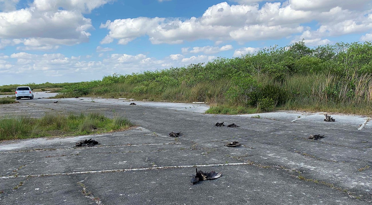 Dead black vultures in parking lot at Everglades National Park. a white truck is parked in the background.
