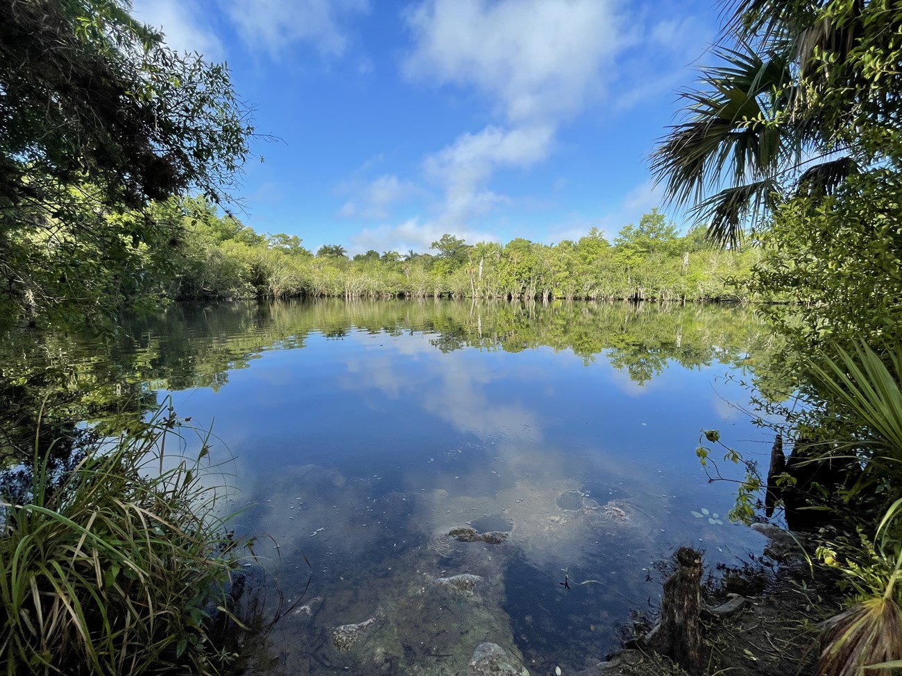 Deep Lake, Big Cypress National Preserve View of a lake surrounded by cypress trees that are reflecting in the water.