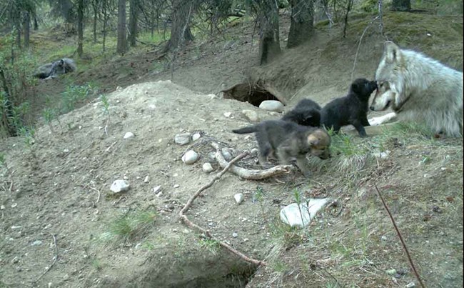 DenCam2_2015 (5346)_crop_web An adult wolf with pups near the den.