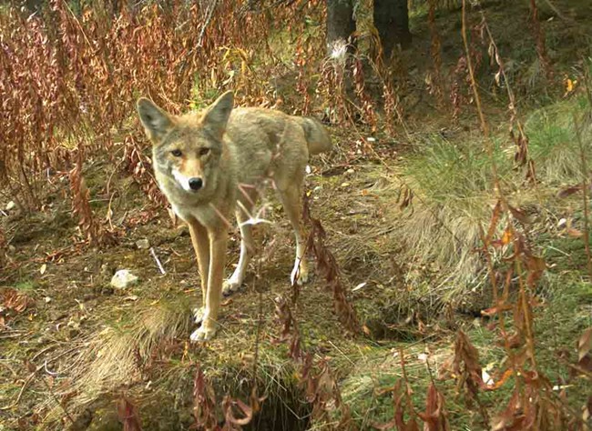 A coyote caught on camera near its den