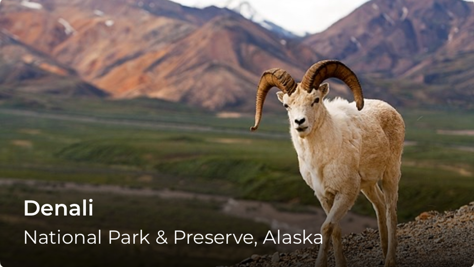A photo of a big horn sheep with mountains in the background, words over the image read, Denali National Park.