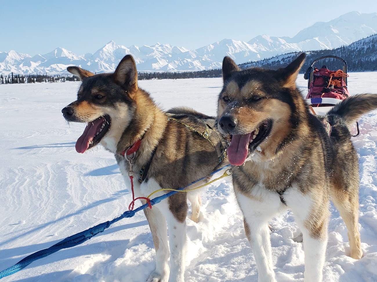 Two sled dogs hitched to a sled stand in a snow field. Behind them are snow-capped mountains.