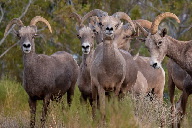 Desert bighorn sheep at Lake Mead National Recreation Area Closeup view of six desert bighorn sheep looking toward the camera.