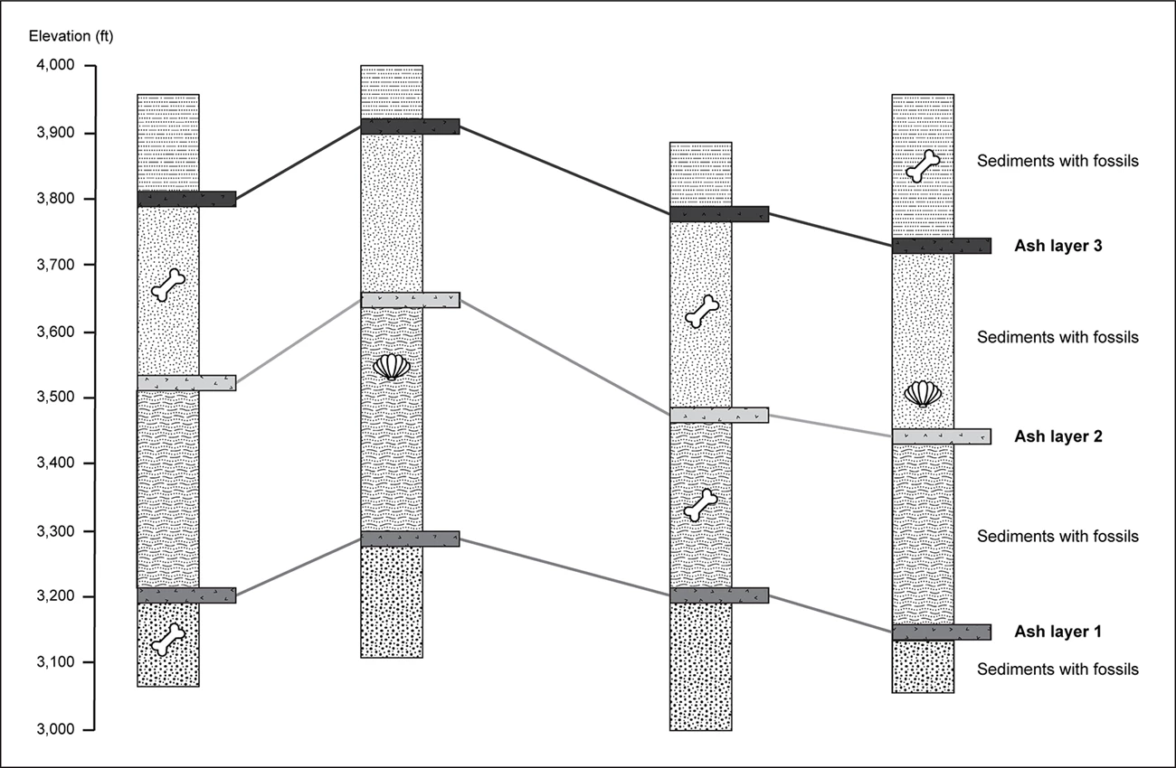 Diagram of ash layers and sediment deposits with fossils Diagram of ash layers and sediment deposits with fossils