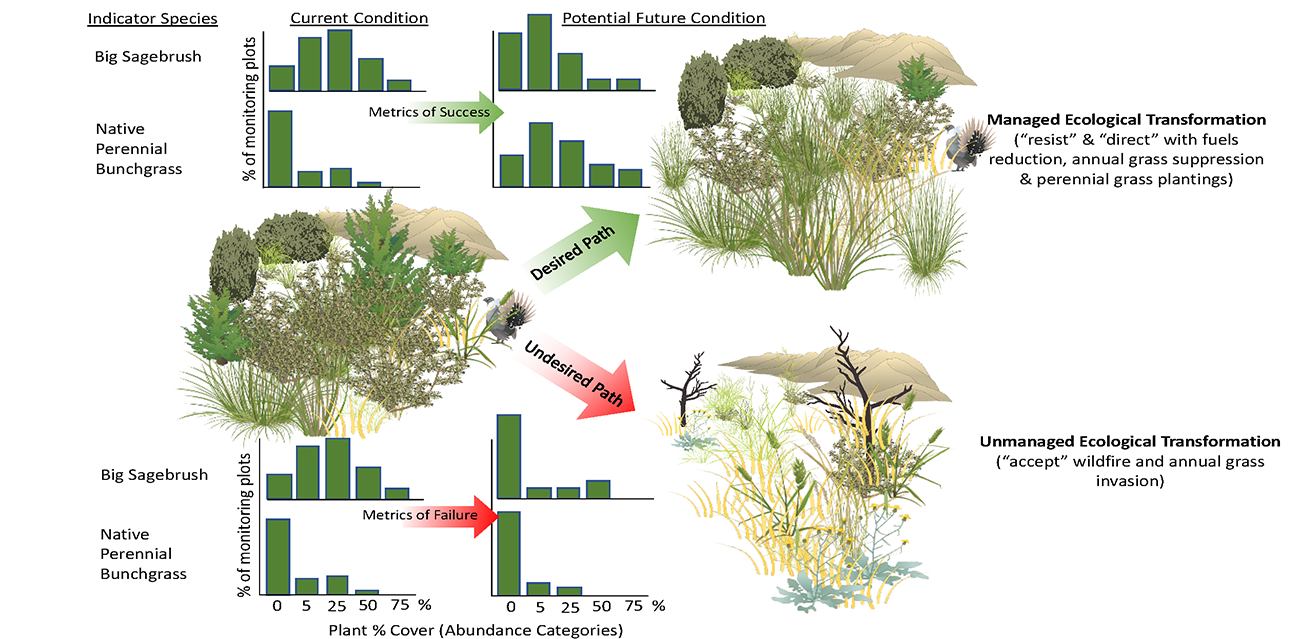 Conceptual diagram of managed vs. unmanaged sagebrish Comparison of desired and undesired potential future conditions for sagebrush indicator species. The desired path has more dispersed big shrubs, and more native bunchgrasses. The undesired path has very few shrubs, and lots of non-native annual grasses.