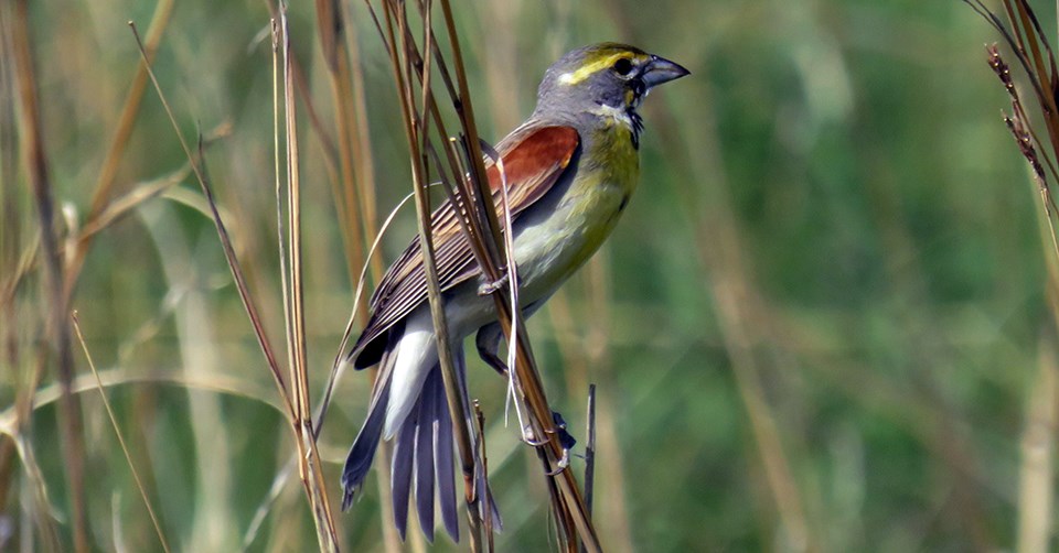 Dickcissel A bird with a thick, black bille, a grayish body, a yellow chest with a black spot in the center, a yellow stripe over the eye, and chestnut and dark brown wings perched on a thin blade of grass.