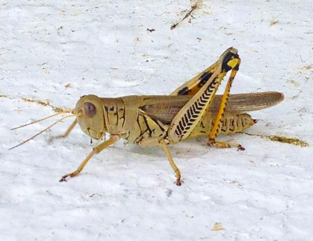 Differential grasshopper, Melanoplus differentialis. One of several crop-eating grasshoppers found in Promontory, Utah. NPS photo. Differential grasshopper, Melanoplus differentialis. One of several crop-eating grasshoppers found in Promontory, Utah. NPS photo.
