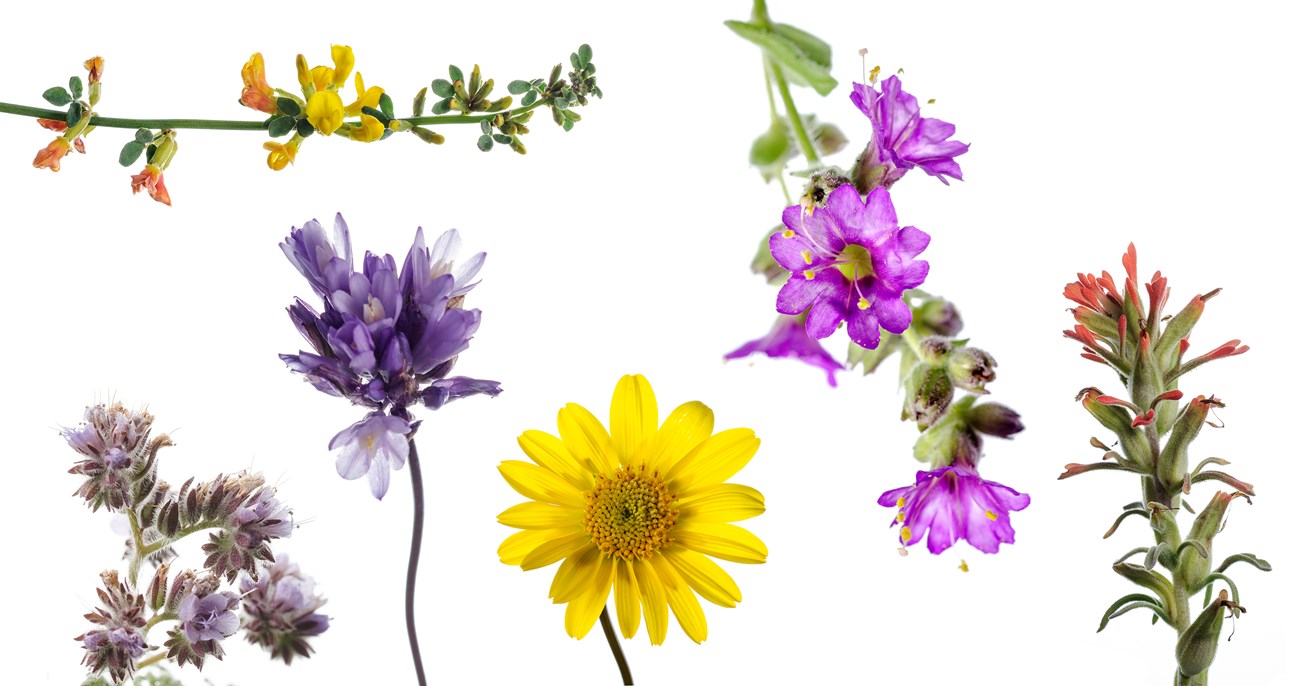 Santa Monica Mountains wildlflowers Montage of flowers in shades of purple, yellow, and red, photographed against a white background.