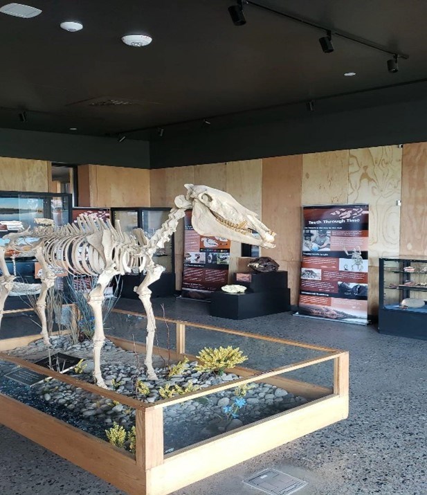 Dinosaur Exhibit A dinosaur exhibit