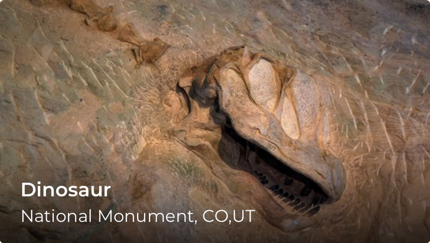 A fossil of a dinosaur, words on the lower left side of the screen say Dinosaur