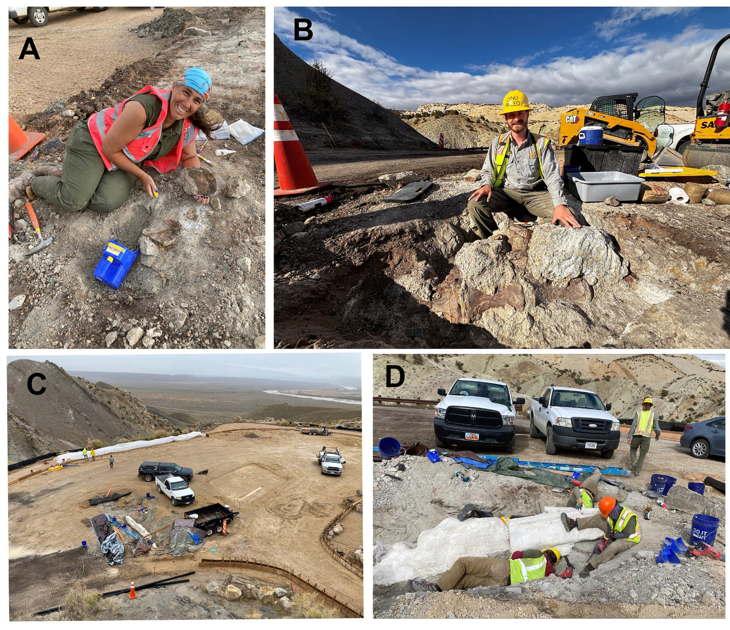 Four images in 2x 2 grid. Upper left: person on ground, fossil; right: person; three dinosaur bones. Lower left: parking area, vehicles, trench with jacketed fossils; right: jacketed fossils, people in uncomfortable positions in confined space.