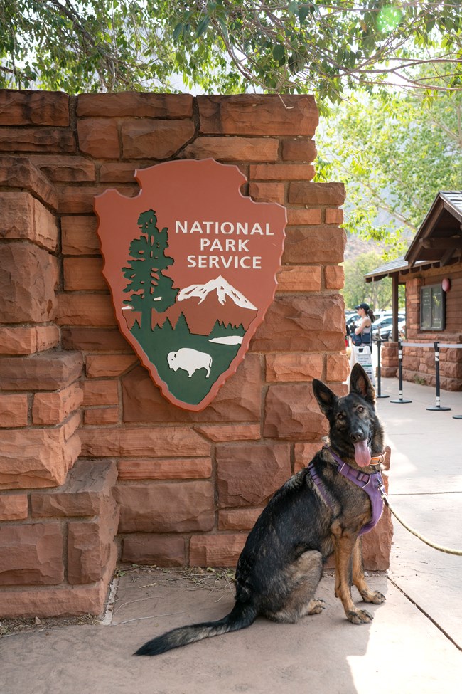 One dog sits in front of a red sandstone stonewall with the NPS Arrowhead on it.