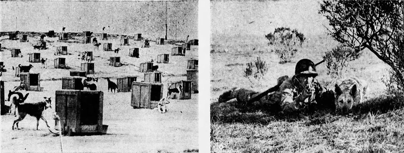 Dogs for Defense training in San Carlos, California. Hartford Courant (Hartford, Connecticut), May 7, 1944, p. 69. Black and white newspaper photos. Left: kennel crates and dogs fill a hillside. Right: a uniformed trainer and a dog on the lookout under a bush.