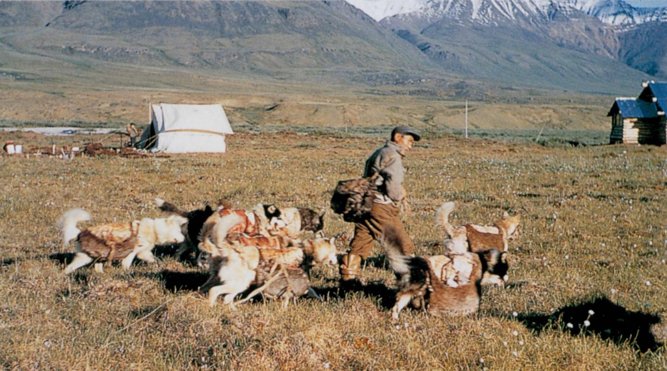 Justus Mekiana walking with a group of dogs on the tundra Justus Mekiana walking with a group of dogs on the tundra