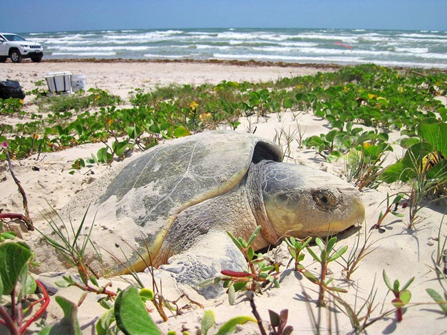 sea turtle in some vegetation on a sandy beach