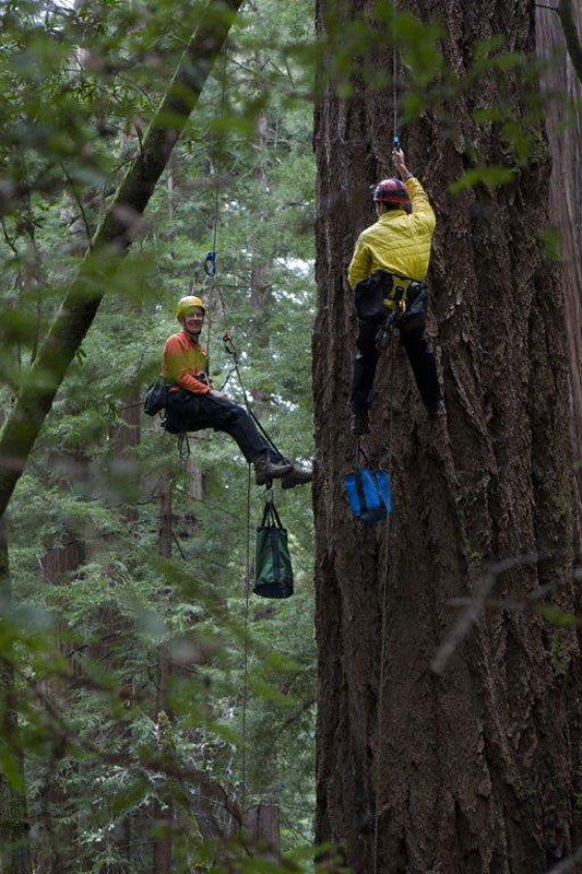 Reese Næsborg and Cameron Williams of UC Berkeley climbing an old-growth Douglas fir. Reese Næsborg and Cameron Williams of UC Berkeley climbing an old-growth Douglas fir.