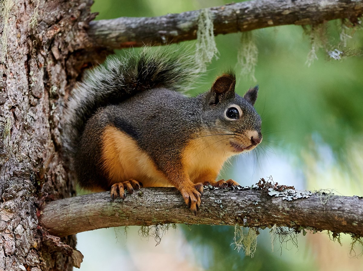 Medium sized squirrel with tawny belly, gray-brown back, whitish eye ring, and faint dark tufts on ears, perched in a tree.
